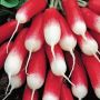Лучшие сорта редиса для весеннего посева: удивляйте урожаем