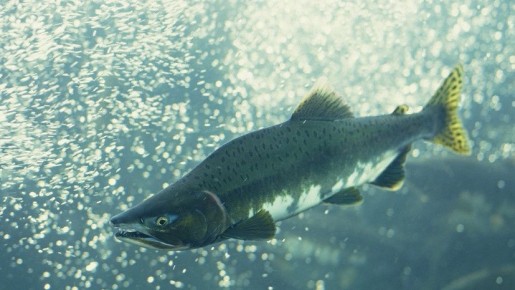 �������� ������ ������: ������ ������ ������ ������� � 2026 ����