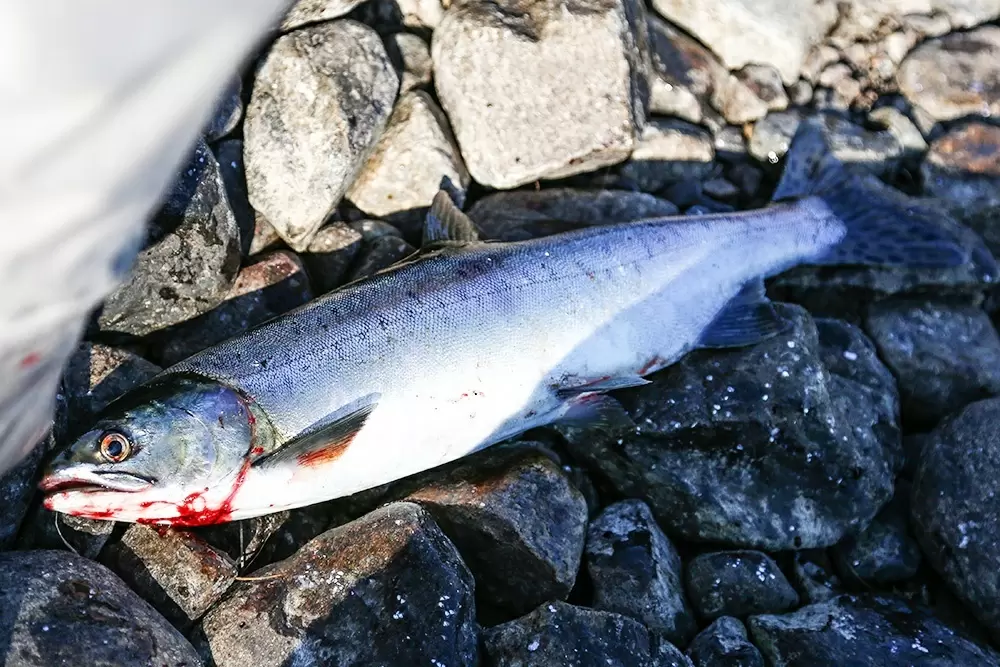 Возрождение онежского лосося: новые перспективы для экологии и рыбалки