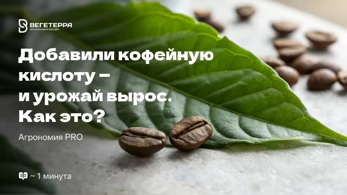 Кофейная кислота в агрономии: как природное соединение меняет подходы к сельскому хозяйству