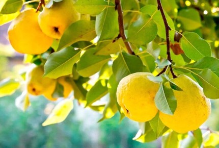 ������������ ������� �� ����: ��� �������, ������� �����������