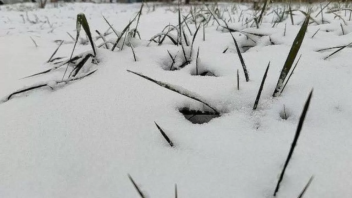 Конфликт в «Додо Пицце»: основатель поддержал управляющую, уволившую курьера из-за собаки
