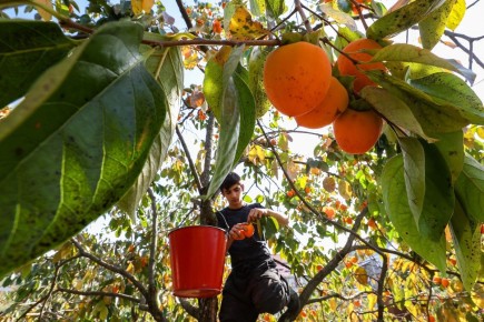 �����: ����������� ����� � ������� ���������� ���������