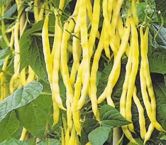 ��������� ������: ������� ������ ��������� ������