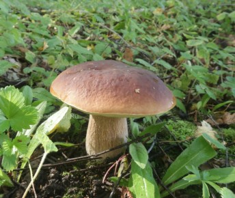 ������ ������: ������� �������� ������ � ��� ������