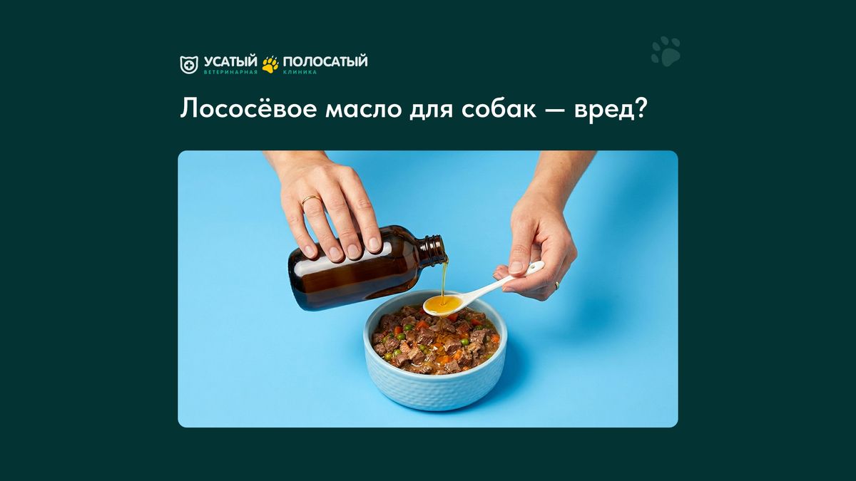 Лососевое масло: неожиданная угроза для здоровья вашей собаки