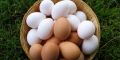 Диетические яйца: что стоит за качеством фермерских куриных яиц?